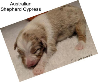 Australian Shepherd Cypress