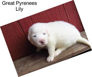 Great Pyrenees Lily