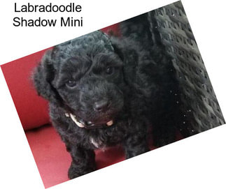 Labradoodle Shadow Mini