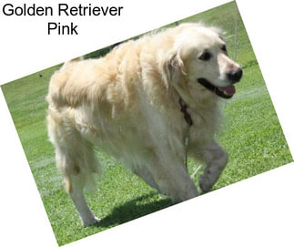 Golden Retriever Pink