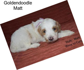 Goldendoodle Matt