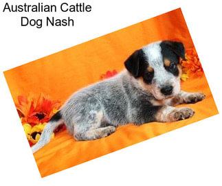 Australian Cattle Dog Nash