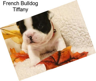 French Bulldog Tiffany