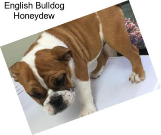 English Bulldog Honeydew