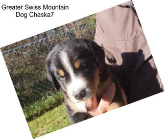 Greater Swiss Mountain Dog Chaska7