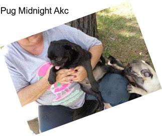 Pug Midnight Akc