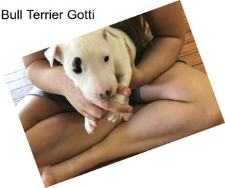 Bull Terrier Gotti