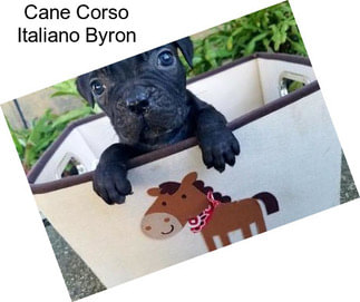 Cane Corso Italiano Byron