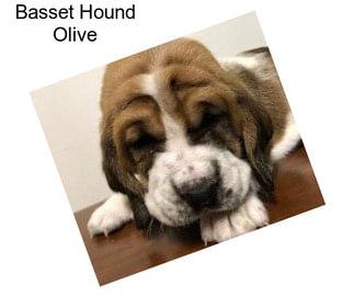 Basset Hound Olive