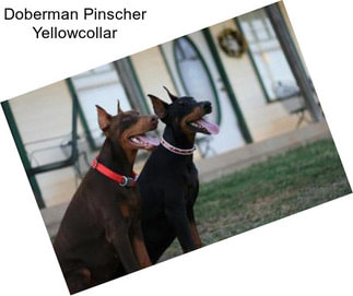 Doberman Pinscher Yellowcollar