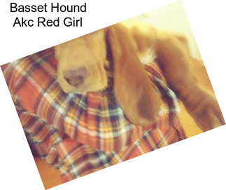 Basset Hound Akc Red Girl