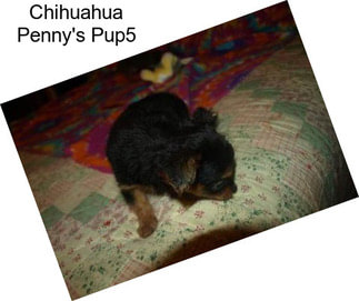 Chihuahua Penny\'s Pup5