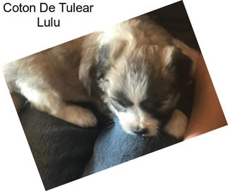 Coton De Tulear Lulu