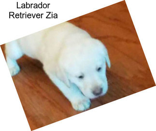 Labrador Retriever Zia