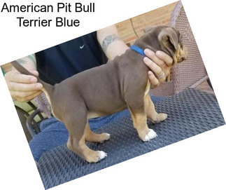 American Pit Bull Terrier Blue