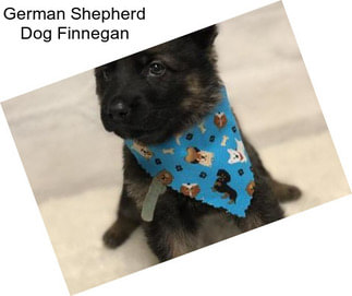 German Shepherd Dog Finnegan