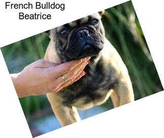 French Bulldog Beatrice