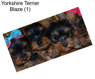 Yorkshire Terrier Blaze (1)