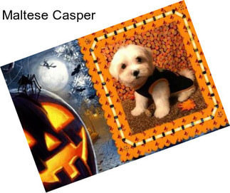 Maltese Casper