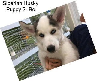 Siberian Husky Puppy 2- Bc