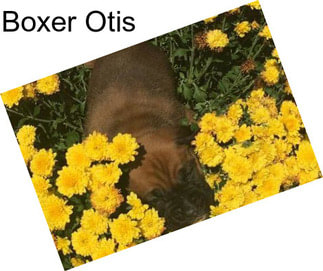 Boxer Otis