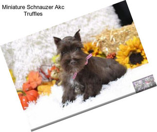 Miniature Schnauzer Akc Truffles