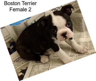 Boston Terrier Female 2