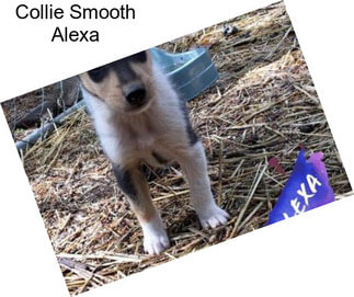 Collie Smooth Alexa