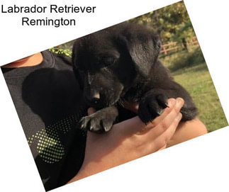 Labrador Retriever Remington
