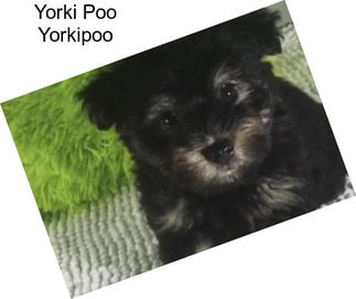 Yorki Poo Yorkipoo