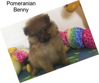 Pomeranian Benny