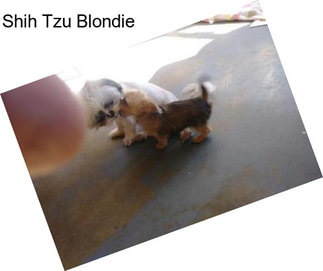 Shih Tzu Blondie