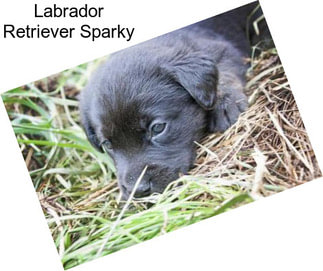 Labrador Retriever Sparky