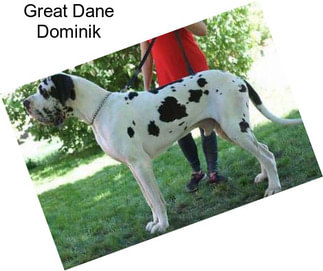 Great Dane Dominik