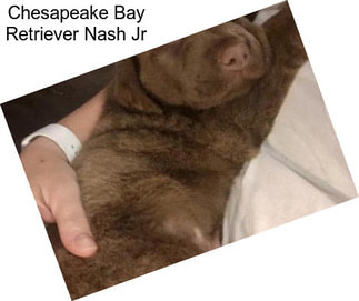 Chesapeake Bay Retriever Nash Jr