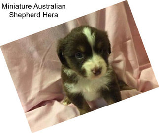 Miniature Australian Shepherd Hera