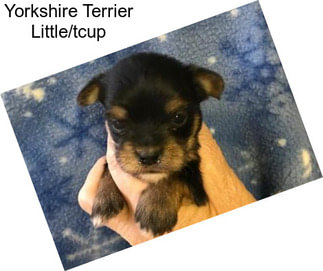 Yorkshire Terrier Little/tcup