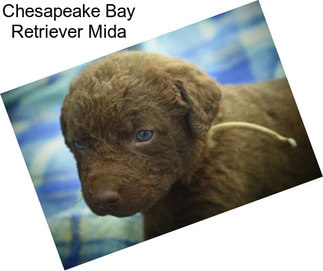 Chesapeake Bay Retriever Mida