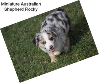 Miniature Australian Shepherd Rocky