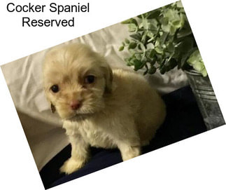 Cocker Spaniel Reserved