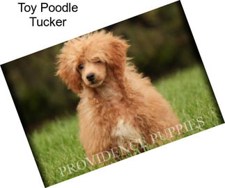 Toy Poodle Tucker