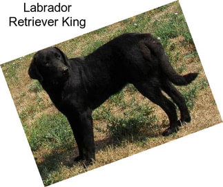 Labrador Retriever King