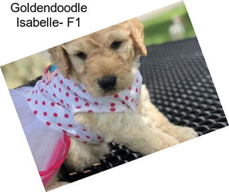 Goldendoodle Isabelle- F1