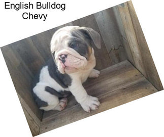 English Bulldog Chevy