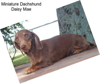 Miniature Dachshund Daisy Mae