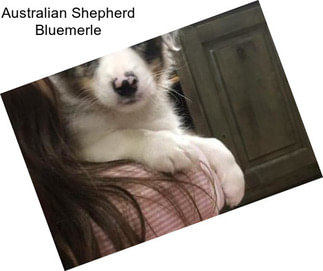 Australian Shepherd Bluemerle