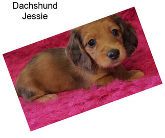 Dachshund Jessie