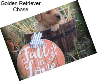 Golden Retriever Chase