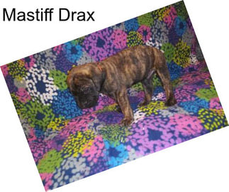 Mastiff Drax