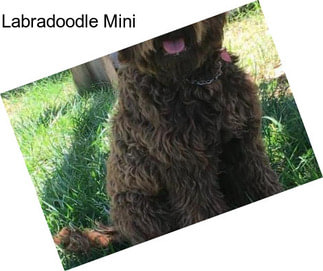 Labradoodle Mini